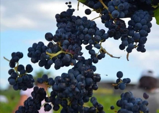 Gamay extrêmement mûrs dans nos vignes de Beaujolais Villages