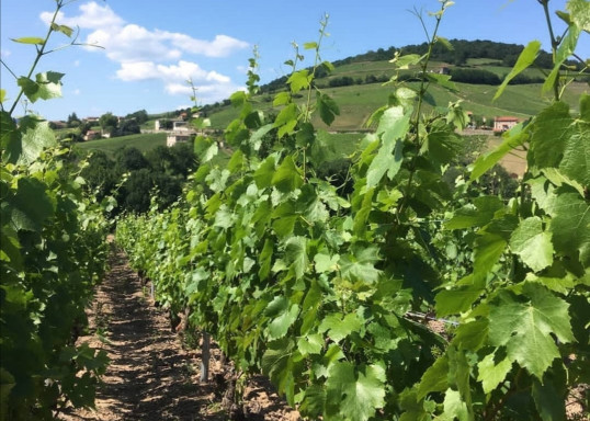 Relevage des vignes palissées