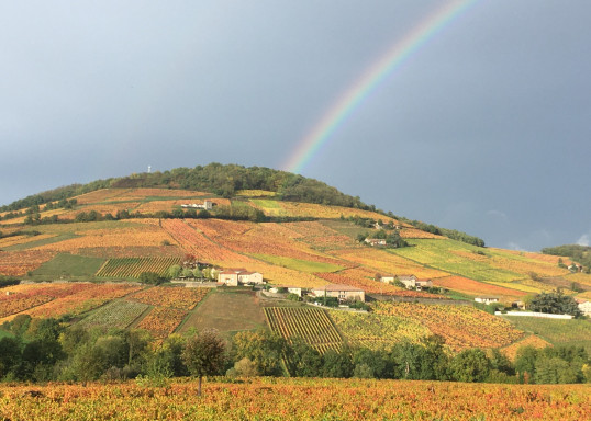 Automne 2020 en Terre des Brouilly