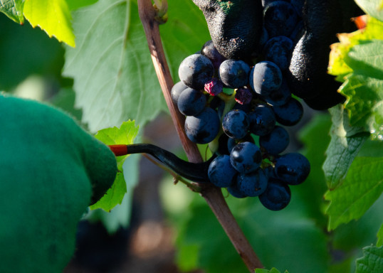 Les Vendanges 2020 au Domaine Nicolas Boudeau