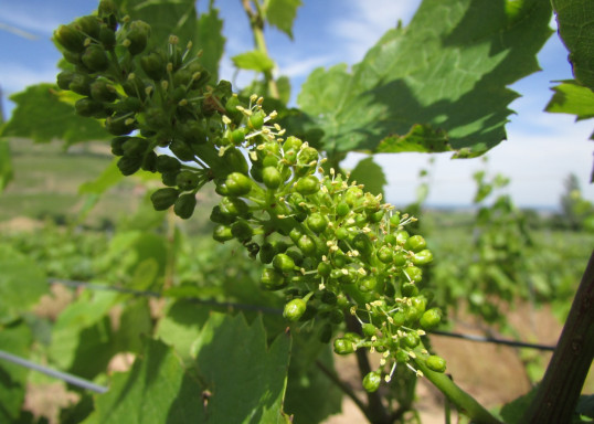 La vigne est en fleur !